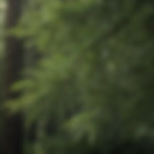 Close-Up of Hemlock Tree Needles Detailed close-up of hemlock tree needles