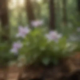 Aromatic Herb Blossoms in Natural Light