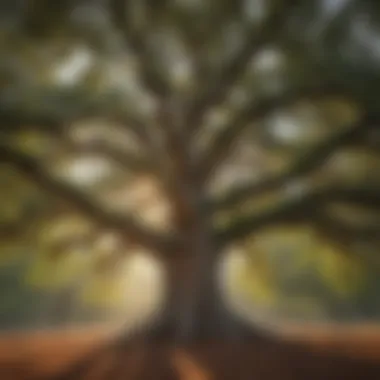 A majestic oak tree showcasing its broad canopy and textured bark.