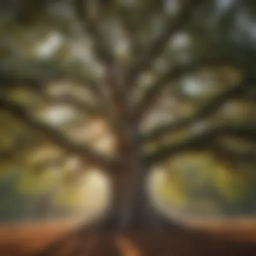 A majestic oak tree showcasing its broad canopy and textured bark.