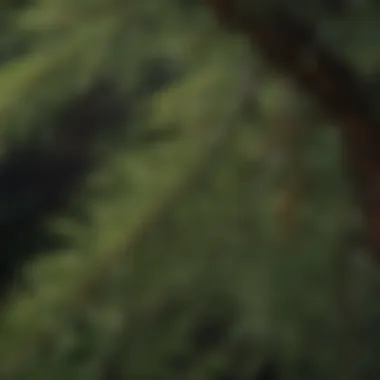 Pine tree needles close-up