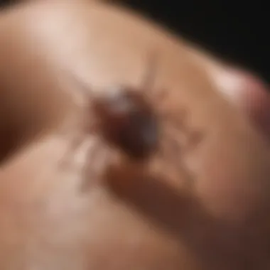 Common areas on the body for tick attachment