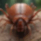 Detailed anatomy of a tick