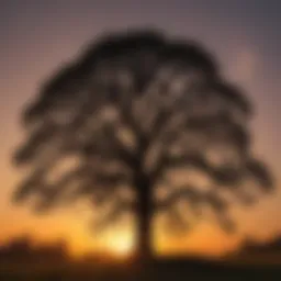 Majestic Oak Tree silhouette against North Carolina sunset