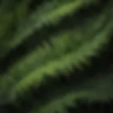 A diverse collection of fern leaves showcasing various textures and shapes