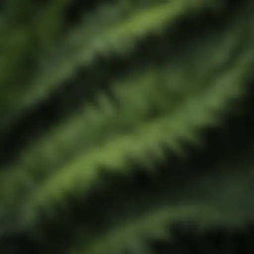 A diverse collection of fern leaves showcasing various textures and shapes