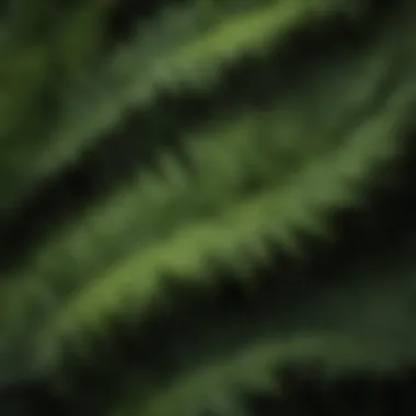 Diverse Fern Leaves Collection A diverse collection of fern leaves showcasing various textures and shapes