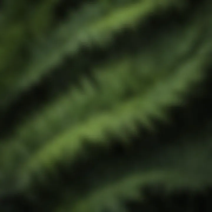 Diverse Fern Leaves Collection A diverse collection of fern leaves showcasing various textures and shapes