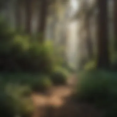 Dominance of Invasive Plant Species in California Illustration of invasive plant species dominating California landscape