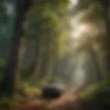 Lush Forest Landscape