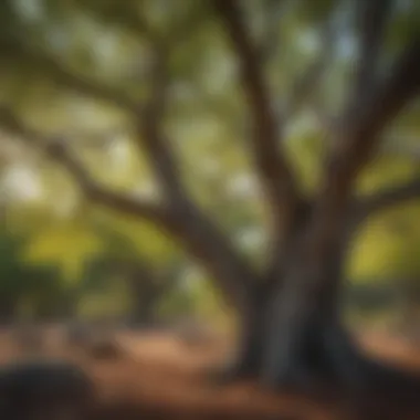 Lush canopy of Arizona sycamore tree in its natural habitat.