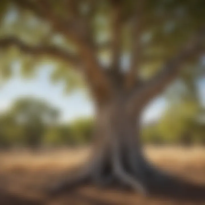 Cultural significance of Arizona sycamore reflected in local artwork.