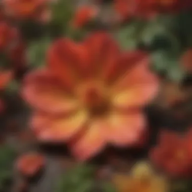 Intricate Beauty of Immage Petals Intricate Beauty of Immage Petals