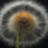 Botanical close-up of large dandelion petals and stamen