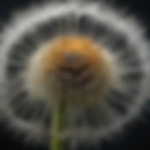 Botanical close-up of large dandelion petals and stamen