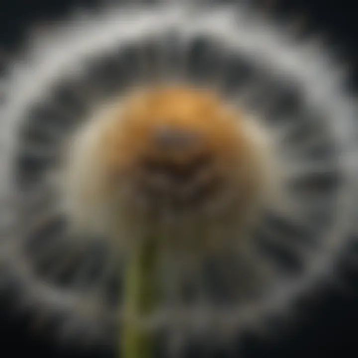 Botanical close-up of large dandelion petals and stamen