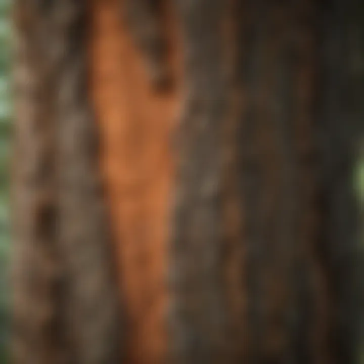 Close-up of intricate Padre Oak bark