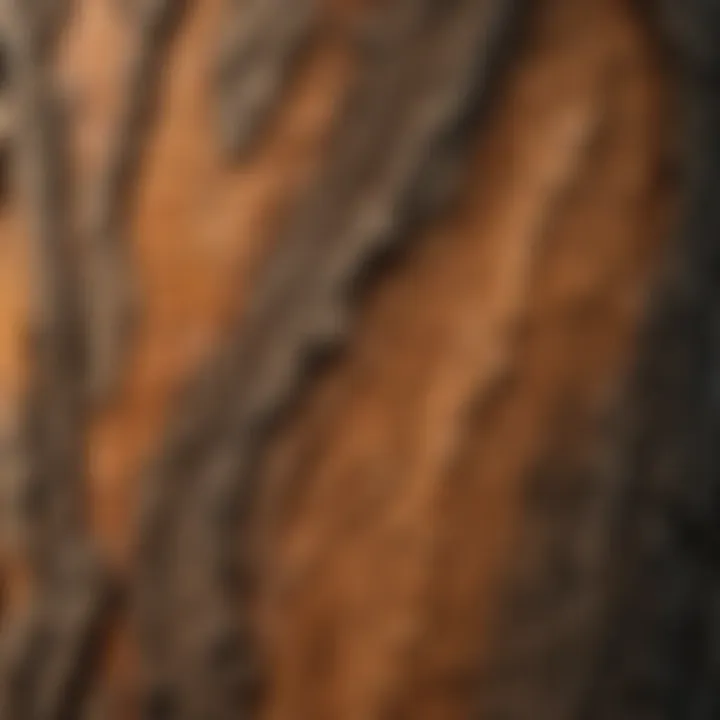 Intricate Patterns of Oak Tree Bark Close-Up