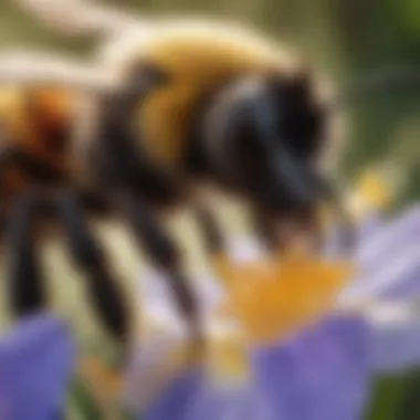 Close-up of bumblebee pollinating an iris flower