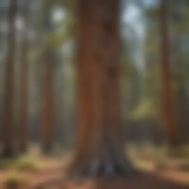 Majestic Ponderosa Pine in Colorado forest