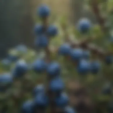 Close-Up of Dewy Juniper Berries Juniper Berries Close-Up with Morning Dew