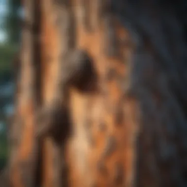 Textured Juniper Tree Bark in its Natural Habitat Juniper Tree Bark Texture in Natural Setting