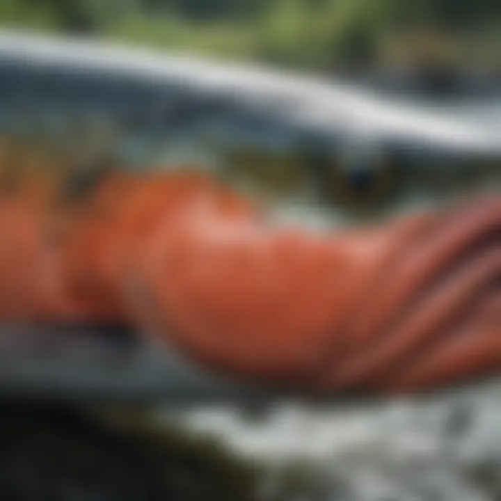 Close-up of a salmon species found in the Kenai River