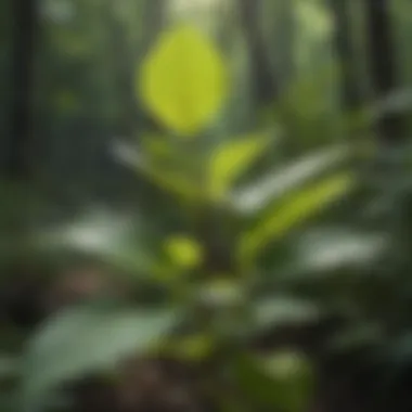 Knotweed Biology Unveiled Knotweed Biology Unveiled