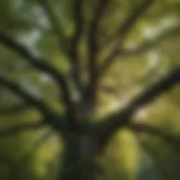 Leafy crown of a mature tree in a forest