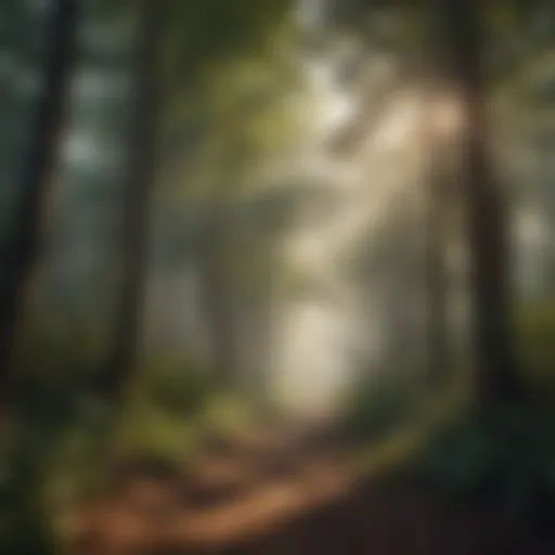 Forest Canopy - Robert Avila's Vision