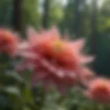Detailed close-up of Linnea flower seeds in bloom