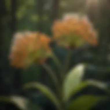 A guide identifying different milkweed species in the wild