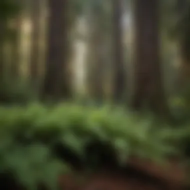 Lush Ferns Nestled in the Shadows of Redwood Canopy Lush Ferns Nestled in the Shadows of Redwood Canopy