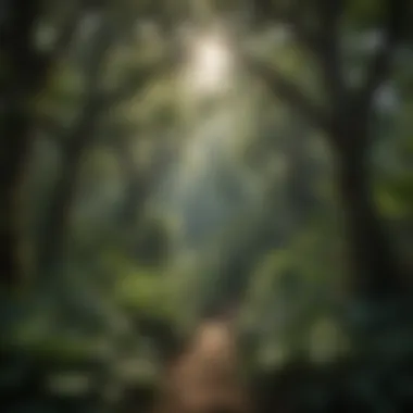 Lush Foliage in the Canopy Overlooking Treetops Lush-Foliage-Canopy-Treetops