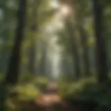 Lush Forest Canopy in American Wilderness
