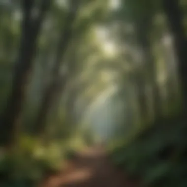 Lush Forest Canopy at Appalachian Trail Entrance