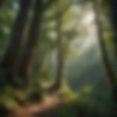 Lush Forest Canopy on Castle Rock Trail
