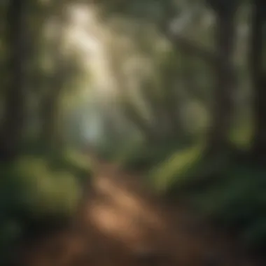 Lush Forest Trail in Texas