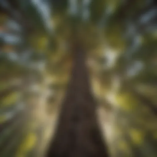 Lush Redwood Forest Canopy