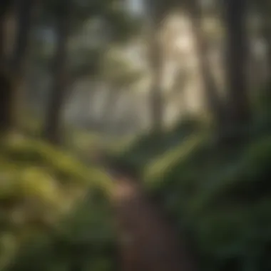 Lush Vegetation on Table Mountain Trail Lush Vegetation on Table Mountain Trail