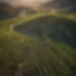 Aerial view of lush vineyards in Okanogan County