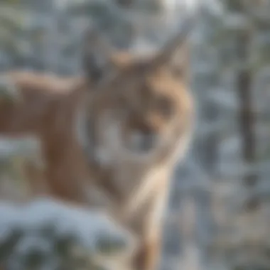 Majestic lynx camouflaged in snowy Alaskan landscape