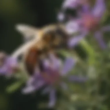 Macro shot of bee collecting nectar from a wildflower