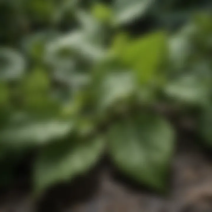 Macro Close-up of Ginseng Leaves