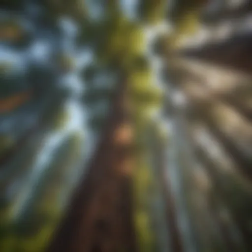 Majestic redwood tree soaring towards the sky