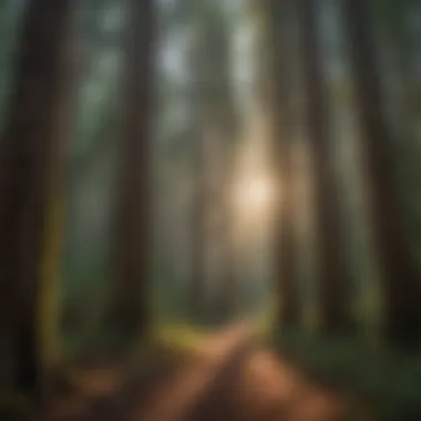 Sunlight filtering through the dense redwood forest canopy