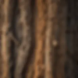 Close-up view of mahaguni tree bark showcasing its texture