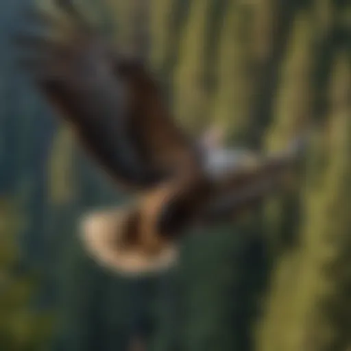 Majestic American Eagle soaring in Clackamas wilderness