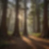 Majestic Arizona Cypress Forest in Texas