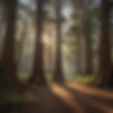 Majestic Arizona Cypress Forest in Texas Majestic Arizona Cypress Forest in Texas